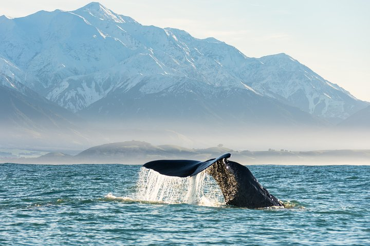 Whale Watching in Kaikoura by Boat - Photo 1 of 13
